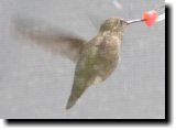 [ Anna's hummingbird ]