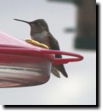 [ Calliope hummingbird ]