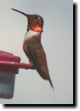 [ Rufous hummingbird ]