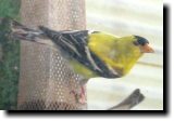 [ American goldfinch ]