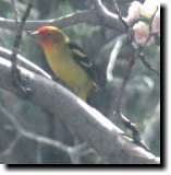 [ Western tanager ]