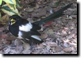 [ Yellow-billed magpie ]