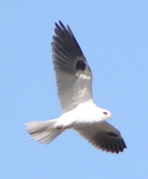 [White-tailed kite]