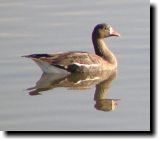 [ Greater white-fronted goose ]