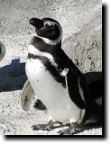 [ Magellanic penguin ]