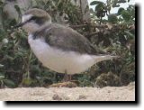 [ Semipalmated plover ]