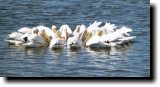 [ White pelican ]