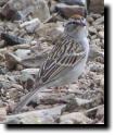[ chipping_sparrow2T.jpg ]