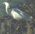 [Snowy Egret]