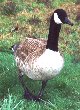 [Canada goose]