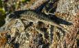 [Lizard on the Buzzard's Roost trail]