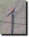 [Mission Peak Kestrel]