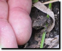 [ Tiny frogs at Picchetti Ranch ]