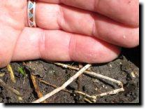 [ Tiny frogs at Picchetti Ranch ]