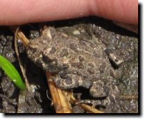 [ Tiny frogs at Picchetti Ranch ]