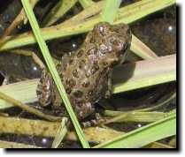 [ Tiny frogs at Picchetti Ranch ]