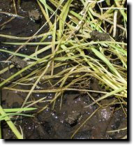 [ Tiny frogs at Picchetti Ranch ]