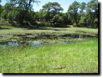 [ Tiny frogs at Picchetti Ranch ]
