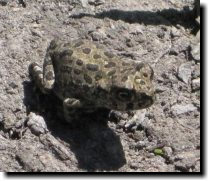 [ Tiny frogs at Picchetti Ranch ]