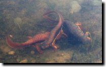[ Orgy at the dam! ]