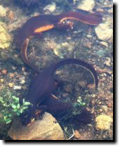 [ Three gravid females, sho ... ]