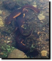 [ A female who's just mated ... ]