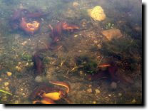 [ Orgy by the dam! ]