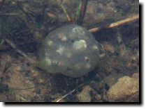 [ An egg pouch after it's laid. ]
