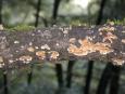 [ Mushrooms ]