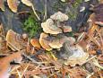 [ Mushrooms ]