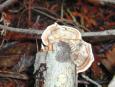 [ Mushrooms ]