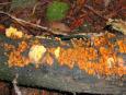 [ Mushrooms ]