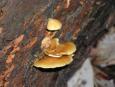 [ Mushrooms ]