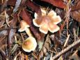[ Mushrooms ]