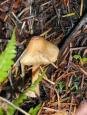 [ Mushrooms ]