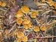 [ Mushrooms ]