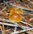 [ Mushrooms ]