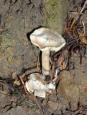 [ Mushrooms ]