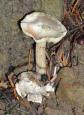 [ Mushrooms ]