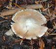 [ Mushrooms ]