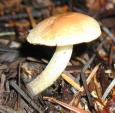 [ Mushrooms ]