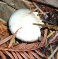 [ Mushrooms ]