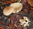 [ Mushrooms ]