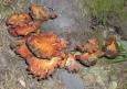 [ Mushrooms ]