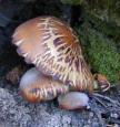 [ Mushrooms ]