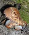 [ Mushrooms ]
