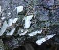 [ Mushrooms ]