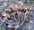 [ Mushrooms ]