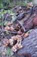 [ Mushrooms ]