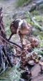 [ Mushrooms ]